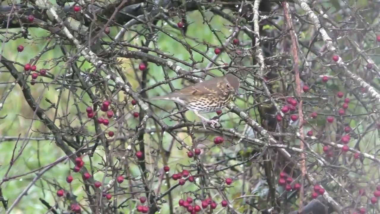 Song Thrush Having a Snack