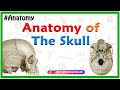 Anatomy of the Skull : Norma Verticalis and Norma Occipitalis