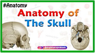 Anatomy of the Skull : Norma Verticalis and Norma Occipitalis