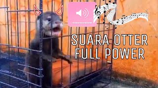 Suara Otter MARAH, NANGIS, MANJA | Kesepian dan lapar !