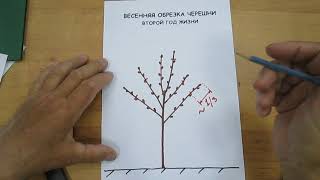 видео: Формирование черешни картинка: Формирование черешни