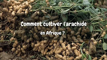 Quel type d'engrais pour l'arachide ?