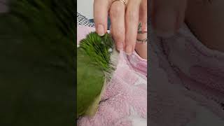 how to get your Quaker parrot to trust you