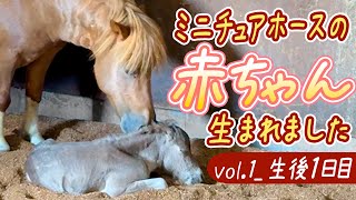 ミニチュアホースの赤ちゃん生まれました【vol.1_生後1日目】