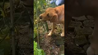 Funny dogs! 🐶🐾🐶🐾🐶🐾/ Смешные собаки! 🐶🐾🐶🐾🐶🐾