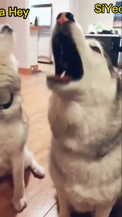 When Olivia_Hey ( #LOONA ) goes to visit SiYeon and YooHyeon in DREAMCATCHER's dorm 💕😍💕