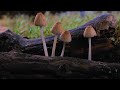 фантастический мир грибов