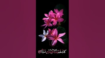 صباح الخير 🌺 اجمل حالات واتس اب 🌺 مقاطع انستجرام اسلاميه قصيره🌺 قران كريم 🌺سورة الكهف بدون حقوق