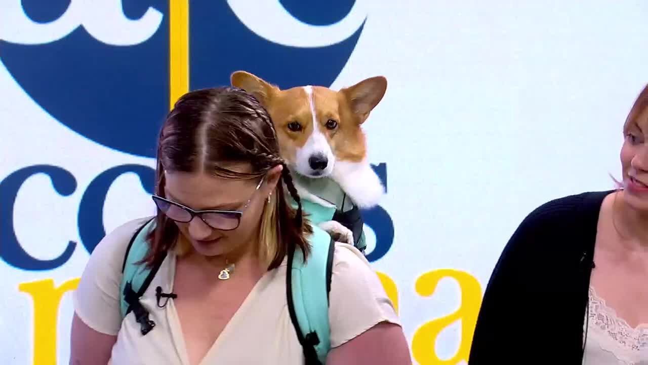 Happy International Corgi Day!