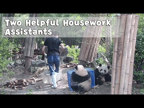 Two Helpful Housework Assistants | iPanda