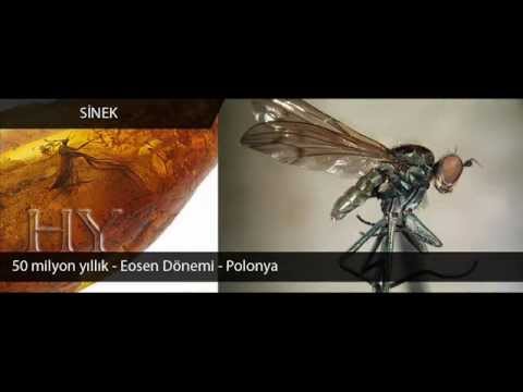 Video: Qorunan fosillər necə əmələ gəlir?