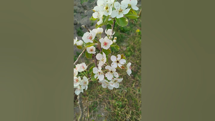 sizcə bu hansı meyvənin gülürdü?