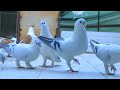 10 most beautiful pigeons in the world  wazh maihan   