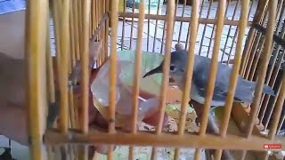 Download lagu BURUNG KORLAP BETINA GACOR ISIAN