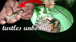 unboxing of baby turtles| Red-eared slider