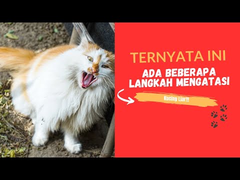 Video: 3 Cara Merawat Gigitan Kutu Pasir