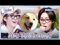 Are You Jindo? 🐶 [Dogs are incredible : EP.202-1] | KBS WORLD TV 240116