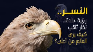 تعرف على عالم النسور - وكيف يرى النسر العالم من أعلى ؟