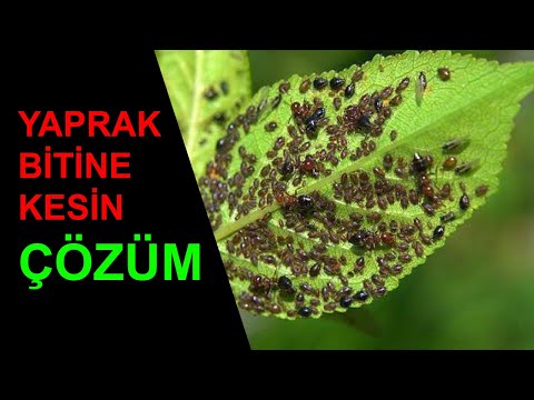 Doğal yaprak biti ilacı. Natural pesticide