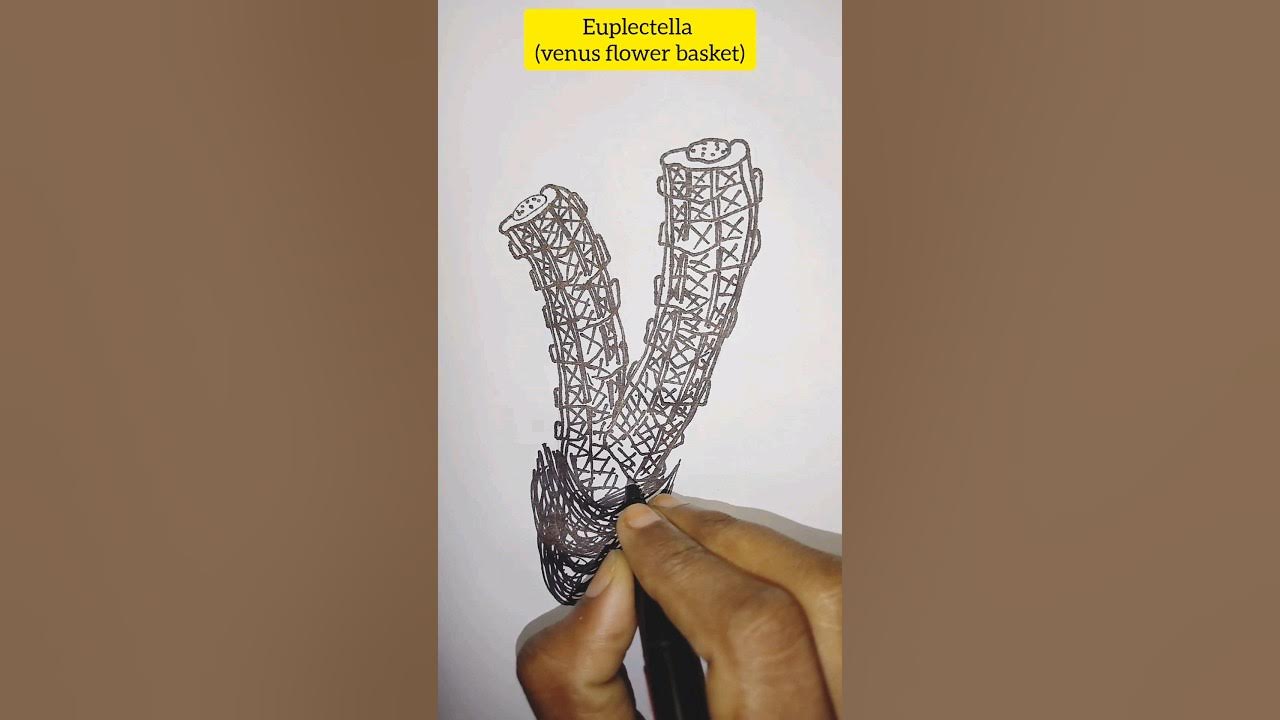 how to draw euplectella/venus flower basket diagram drawing shorts 