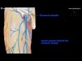 Gross anatomy of lower limb - FRONT OF THE THIGH PART 1