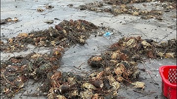 Trực tiếp! Bà con nuôi Tôm trắng tay / Tôm Hùm đổ bỏ cả đống