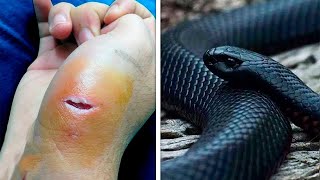 15 Deadliest Snakes In The World