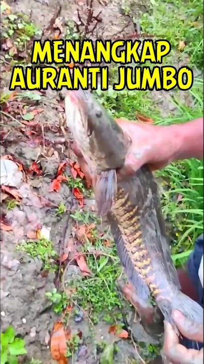 Menangkap ikan chana auranti JUMBO di sawah india #auranti #india #chana #ikanhias