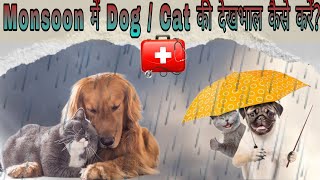 बारिश में बिल्ली और कुत्ते से जुड़ी जरूरी जानकारी|cat and dog care in monsoon@thepetguy by THE PET GUY 187 views 9 months ago 5 minutes, 12 seconds