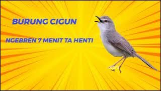 MASTERAN  CIGUN NGEBREN 7 menit ga berenti