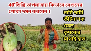 বেগুণের ফল ও ডগা ছিদ্রকারী পোকা নিয়ন্ত্রণ|