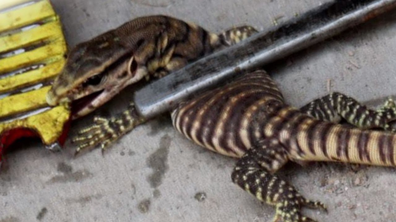 Very Aggressive Monitor Lizard BY COBRA very-aggressive-monitor-lizard-by-cobra