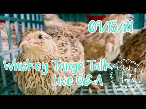 Whiskey Tango Talk