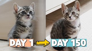 4 to 20 weeks: A Kitten's Growth Record