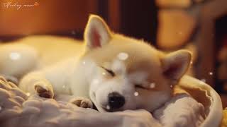 10 HOURS of Dog Calming MusicRelaxing music for dogsAnti Separation Anxiety ReliefHealing Music