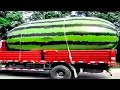 15 Biggest Fruits & Vegetables Ever Created!