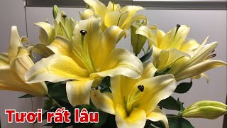 Bí quyết giúp Hoa Ly tươi lâu ngay trong nhà bạn.