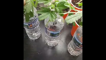 Cloning with 420Girl