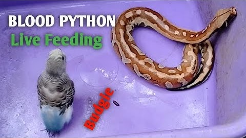 Feeding Blood Python ! Live Feeding of a Budgie Parakeet to Blood Python