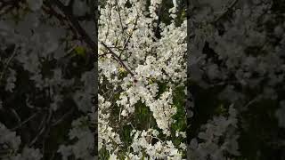 Весна #travel #рекомендації #відеодня #природа #весна #сонечко