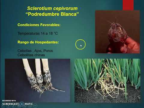 Video: Información sobre la pudrición de la raíz por Pythium de la cebolla: cómo tratar las cebollas con pudrición por Pythium