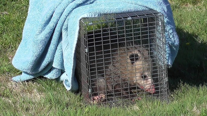 Havahart 1045 Live Animal Two-Door Raccoon, Stray Cat, Opossum