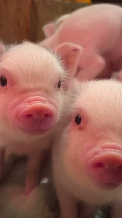 #babypig #funnyanimals videos #cerditos #11 #graciososcerdo