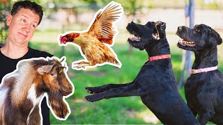 The trick to making a DOG CHICKENSAFE