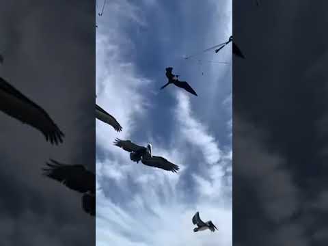 عجائب الدولفين وروعة عالم البحار