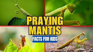 What is a Praying Mantis? Facts for Kids