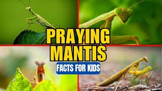 What is a Praying Mantis? Facts for Kids