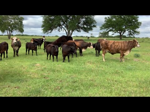 RAISING BEEF CATTLE FOR BEGINNERS – Why Raise Beef Cattle?