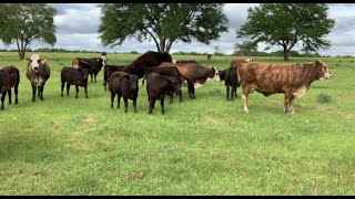 RAISING BEEF CATTLE FOR BEGINNERS - Why Raise Beef Cattle?