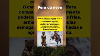 O Carcaju: A Fera que Esmaga Ossos Congelados !